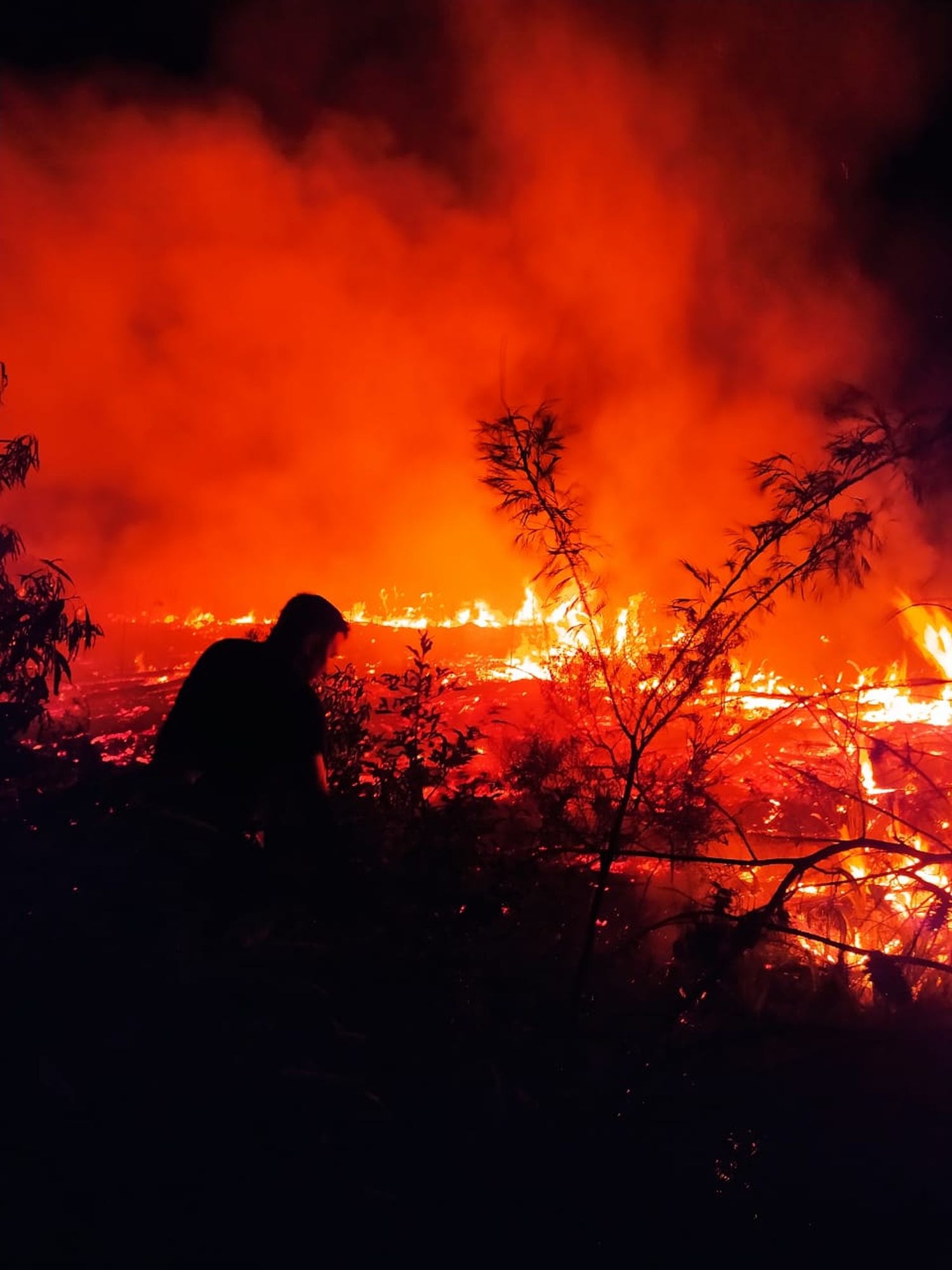 Incendios forestales: se quemaron 4 hectáreas de pinos en Martires