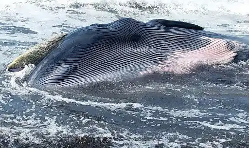 En una playa de Guatemala HALLAN UNA BALLENA MUERTA de 13 metros de largo