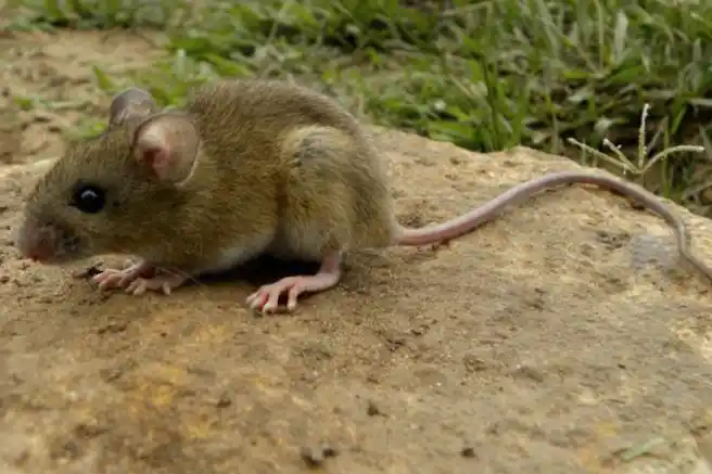 El hantavirus es una enfermedad viral aguda grave, transmitida principalmente por el ratón colilargo.
