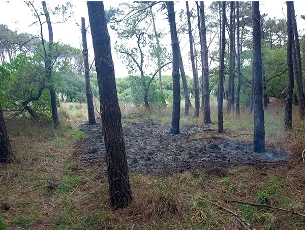 Varios incendios en el Parque