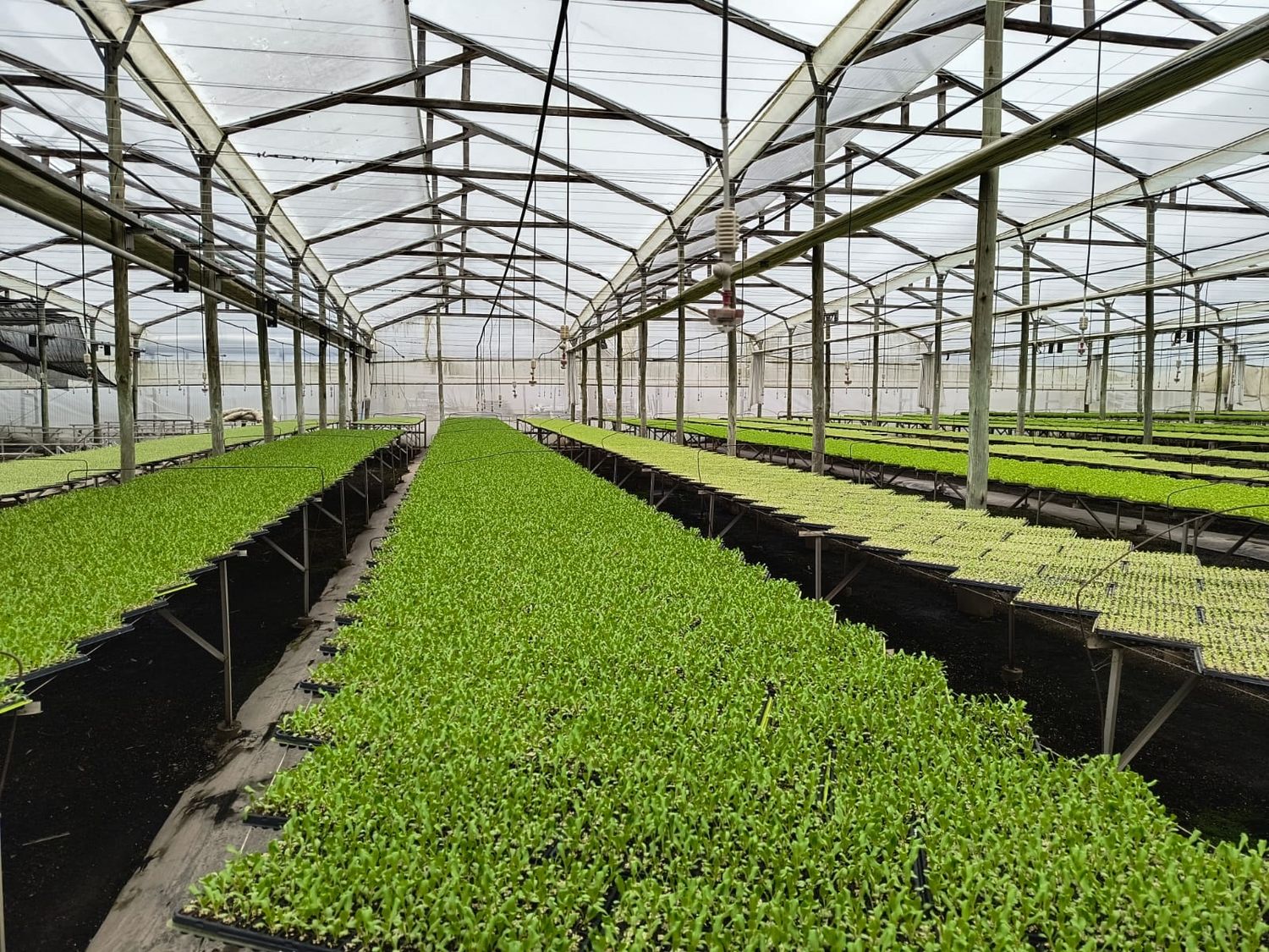Buscan potenciar la producción hortícola con la instalación de una plantinera