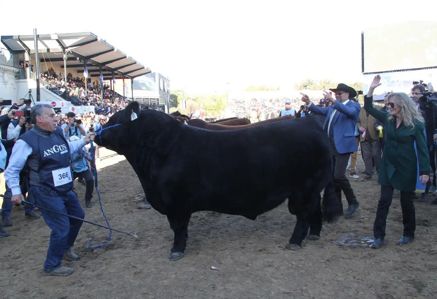 El Gran Campeón Angus 2024 fue para Tres Marías