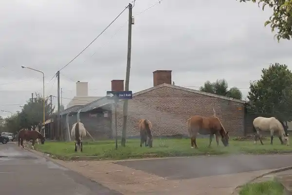Caballos sueltos, un problema sin solución en la ciudad