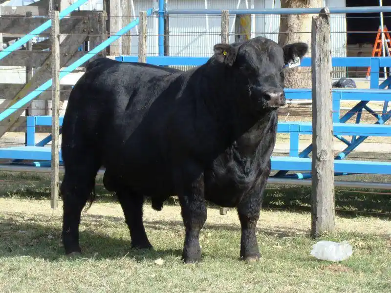 77 años criando raza Angus: Remate anual de la cabaña Santa Marta de Cinque en Chascomús