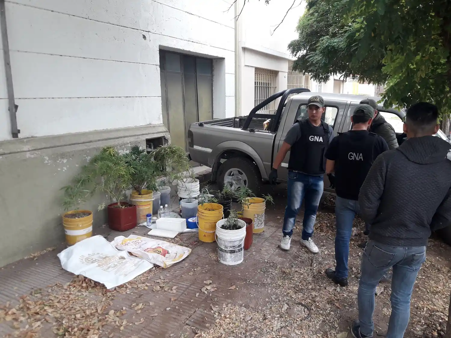 Tornquist: Allanaron el Inta, secuestraron plantas de marihuana y detuvieron a dos concejales