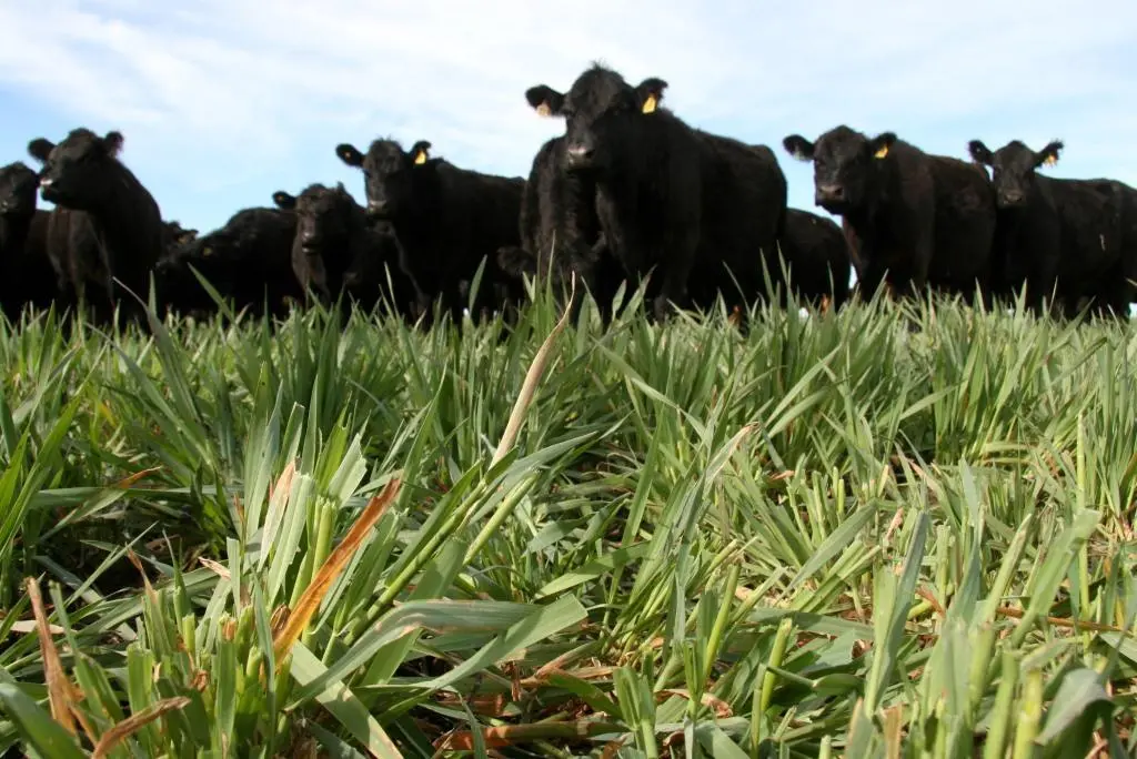 Nueva convocatoria al programa Desarrollo Rural Bonaerense