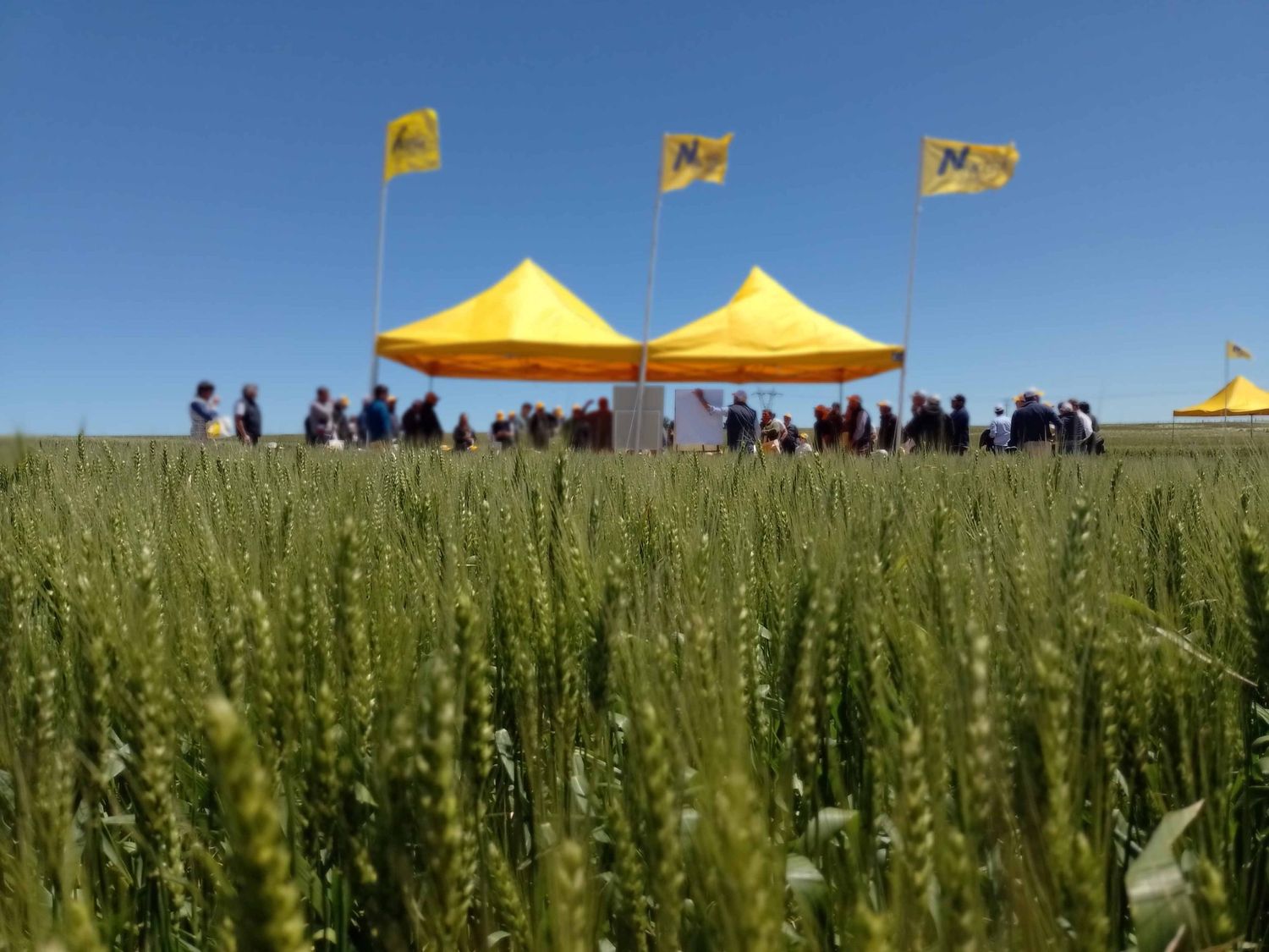 Una nueva lección de trigo de la mano de Campo Líder