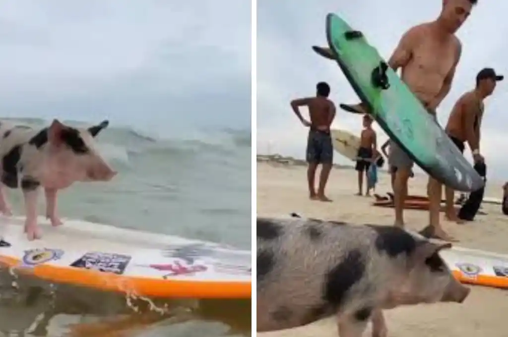 La historia de Rosinha, la cerdita surfista