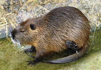 La habilitación de la caza de nutria en la provincia