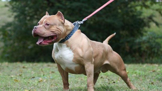 Un pitbull mordió a un niño entrerriano en sus partes íntimas