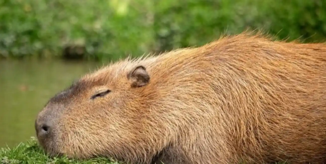 Seis ejemplares fueron sedados y metidos en jaulas, lo que generó la indignación de algunos vecinos.