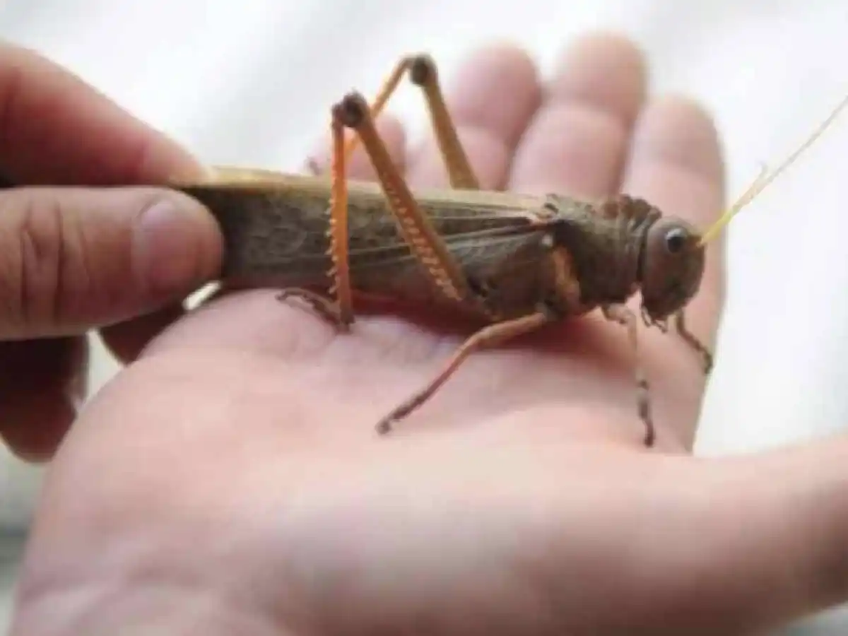 Alerta en Córdoba por el acecho de una manga de langostas        