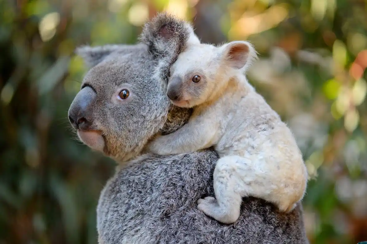 Australia advierte que los koalas se encuentran en peligro de extinción