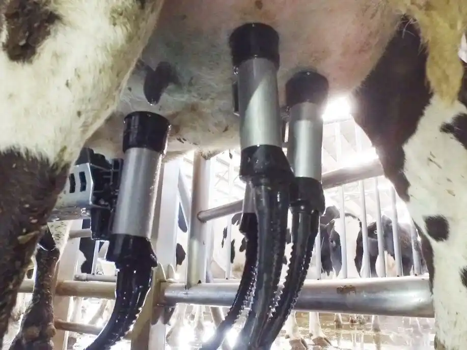 La lechería busca un récord productivo, con precios bajos