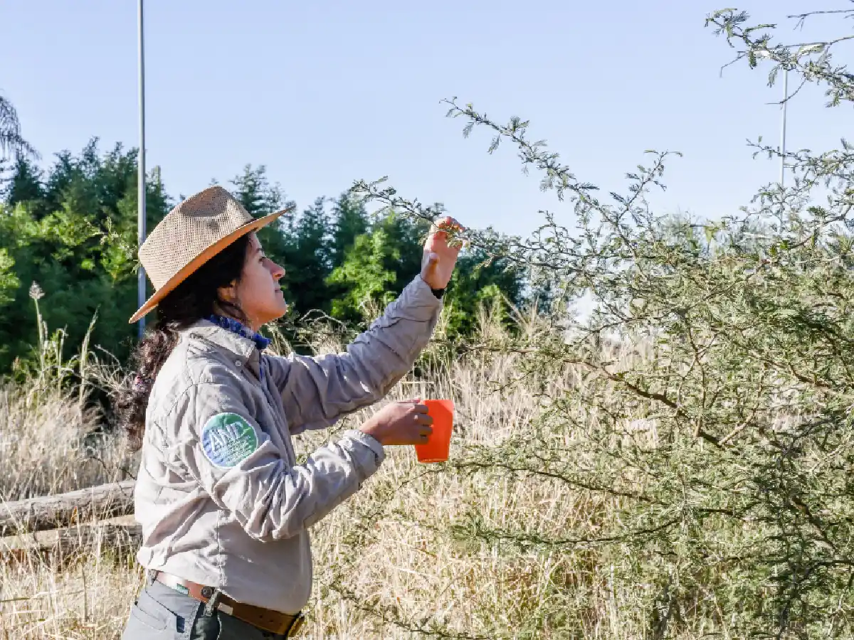 Recolección de semillas: una herramienta clave para conservar la biodiversidad