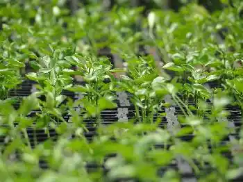 INTA presenta software para costos en viveros