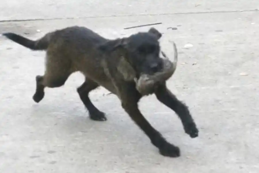 VIDEO | Hablaba Jorge Macri, apareció una rata, espantó a los movileros y terminó devorada por dos perros