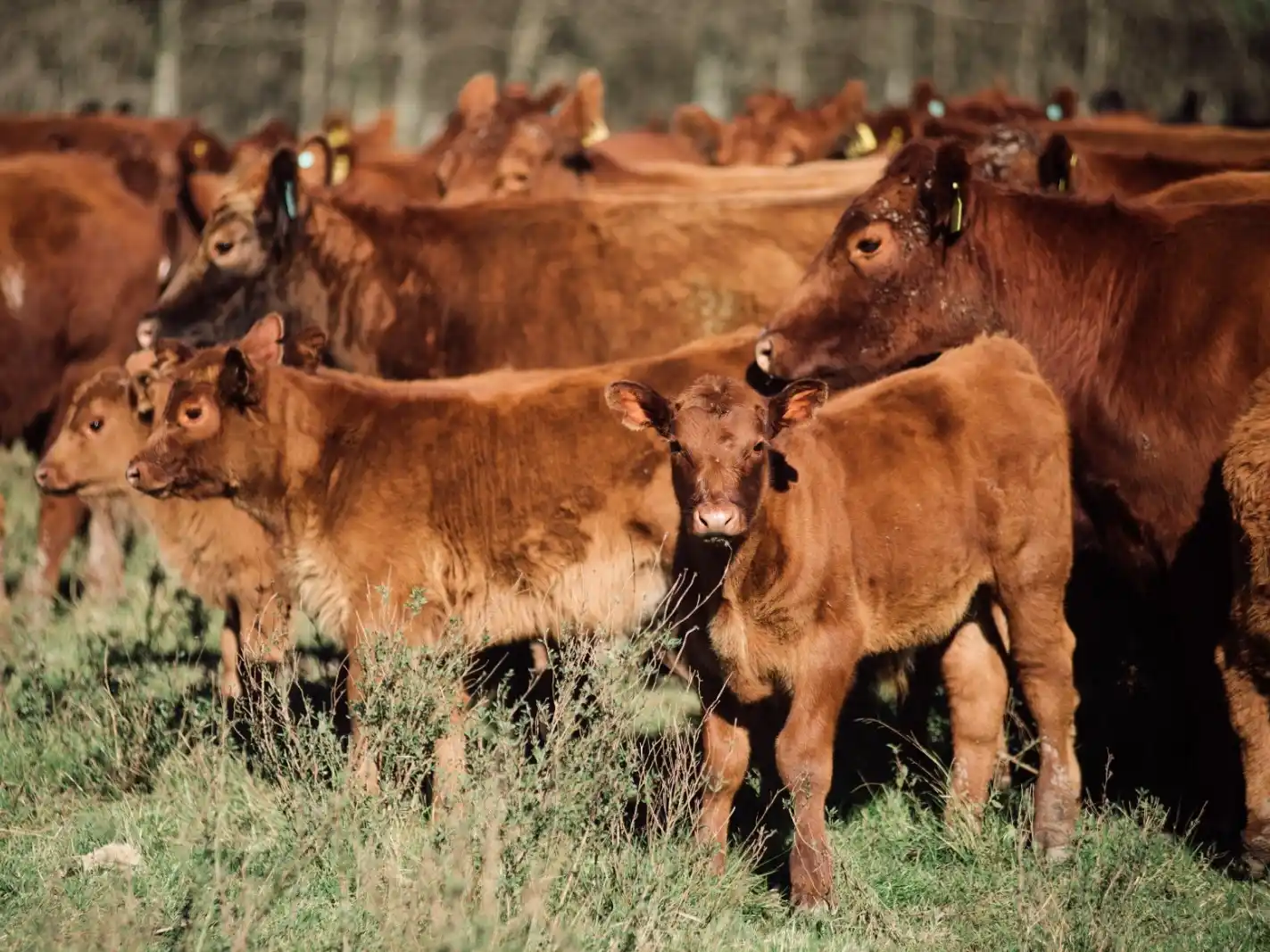 La ganadería entrerriana cerró diciembre con subas sostenidas y fuerte impulso de la invernada
