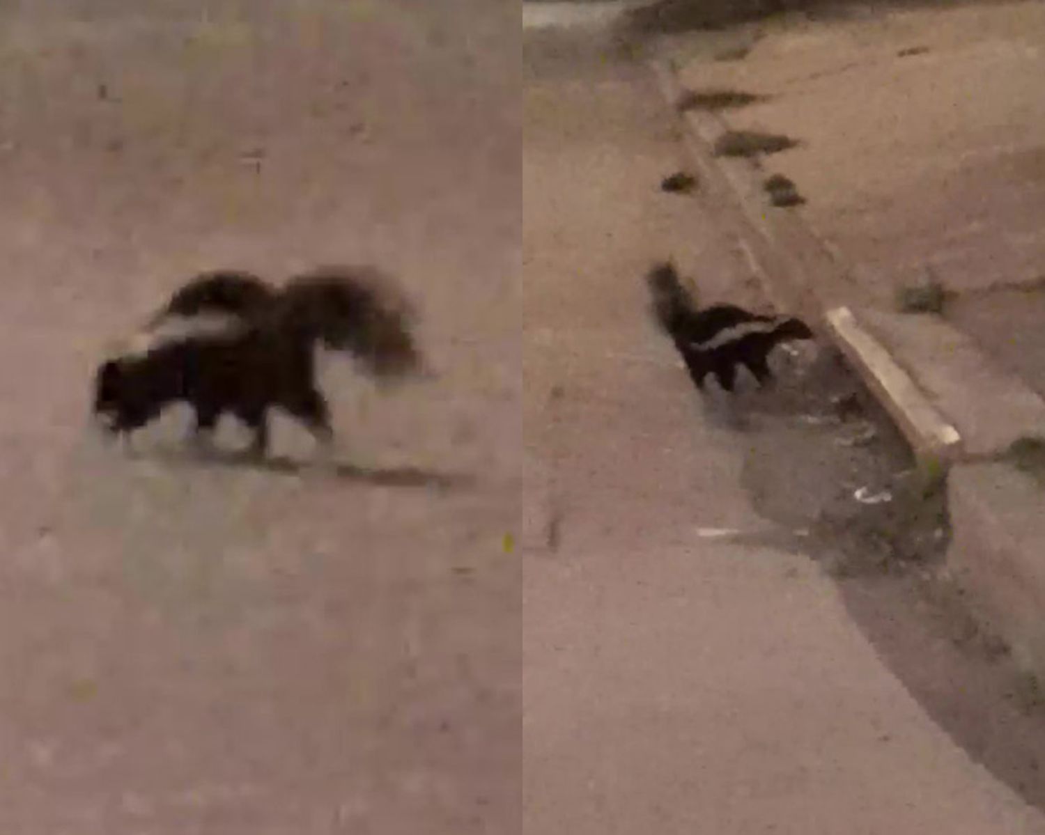 Inesperado encuentro: un vecino de San Pedro se topó con un zorrino en plena calle