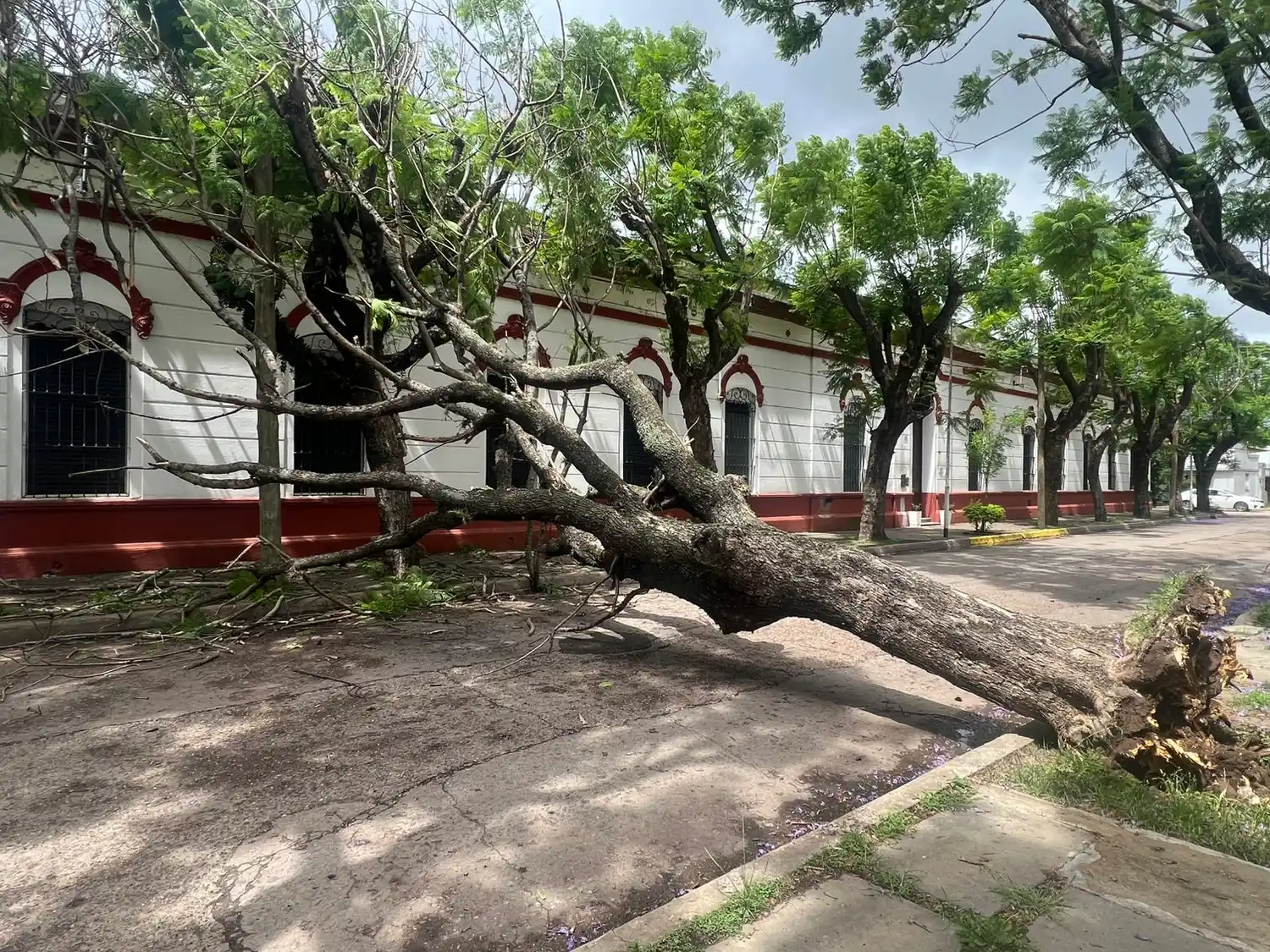 El árbol caído frente al Hogar Gomendio
