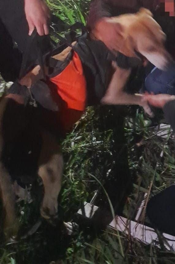 rescate de perro en un desague.2