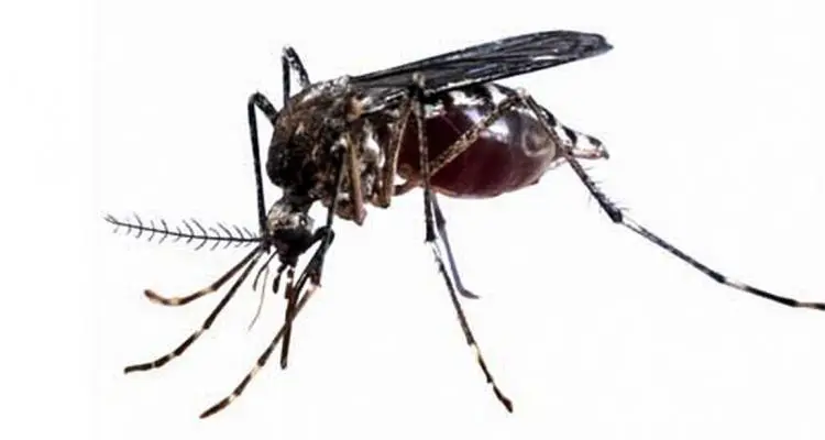 Fumigaciones y tarea preventiva
