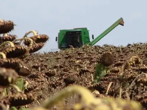 La cosecha de girasol ya comenzó en el norte del país.