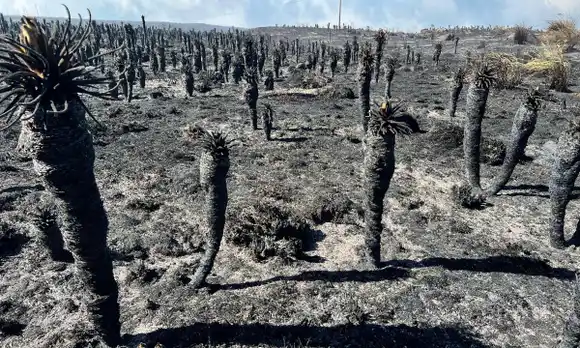Solo cenizas donde había una guardería de frailejones