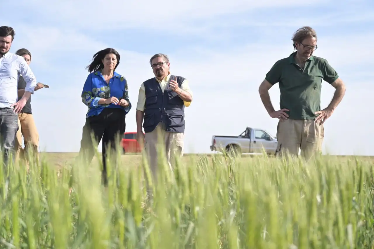 Trigo: Clara García pidió la Emergencia Agropecuaria frente a la sequía