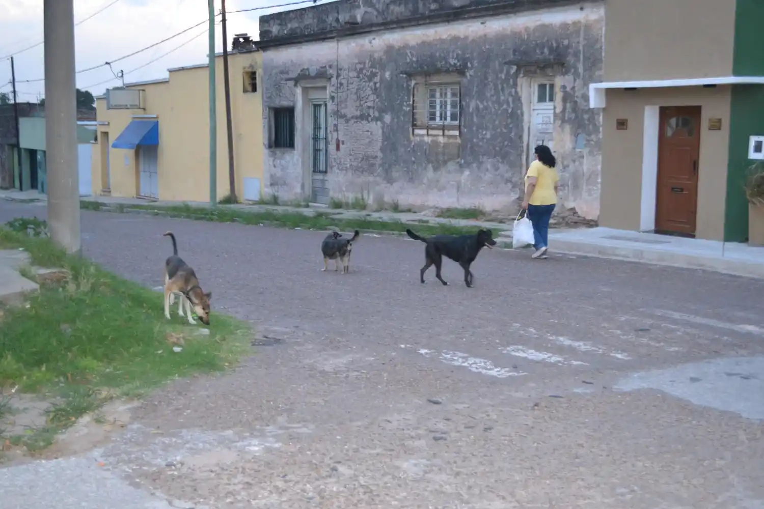 El gran dilema: ¿Qué hacer con la población canina?