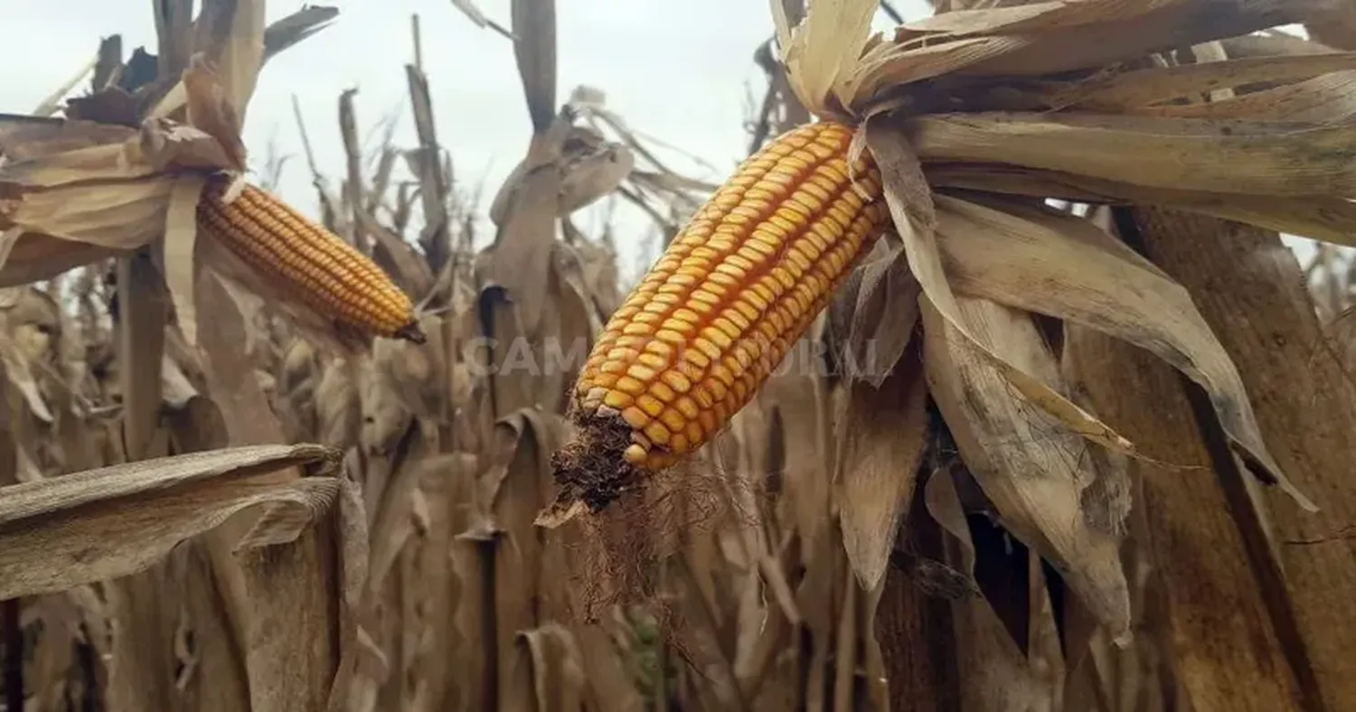 "Argentina produce el bioetanol con menor huella de carbono del mundo, bajando las emisiones de todos los productos que utilizan biocombustibles para su producción", afirmó Pedro Vigneau.