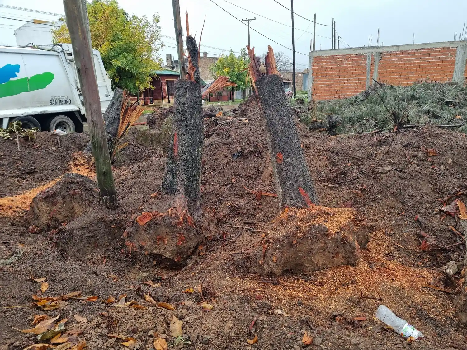 Thorne y Oblifado tala de pinos