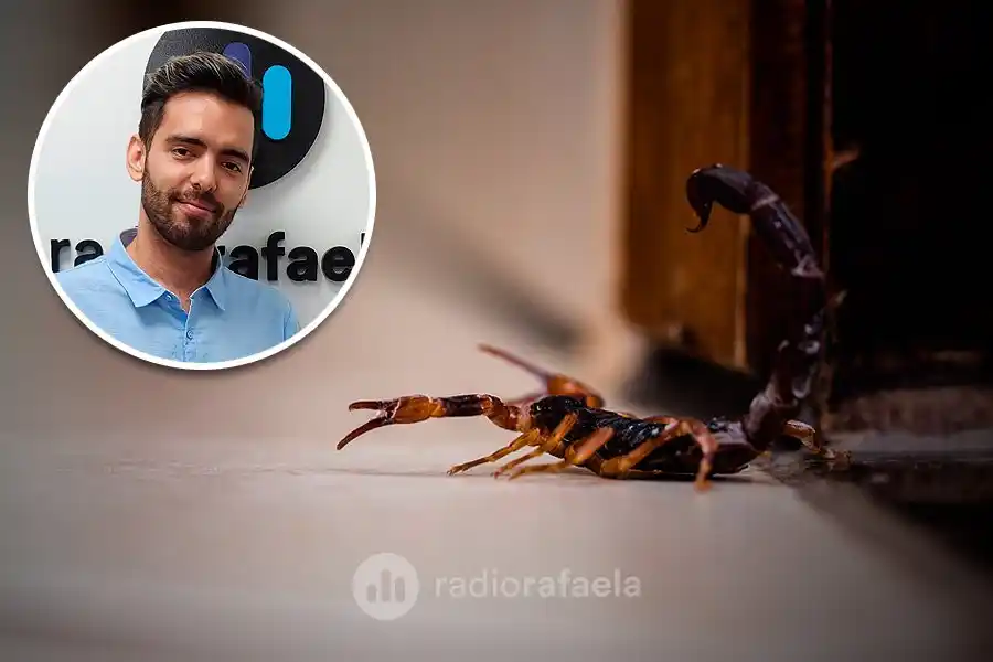 ¡A cuidar a los niños de los alacranes!: “En pediatría tenemos de 3 a 4 picaduras por día”