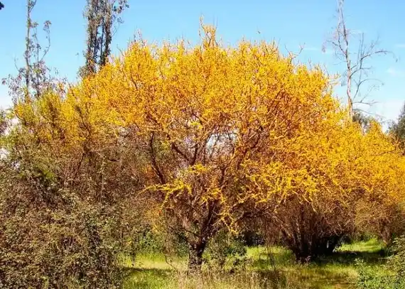 Flora autóctona, hoy: el espinillo