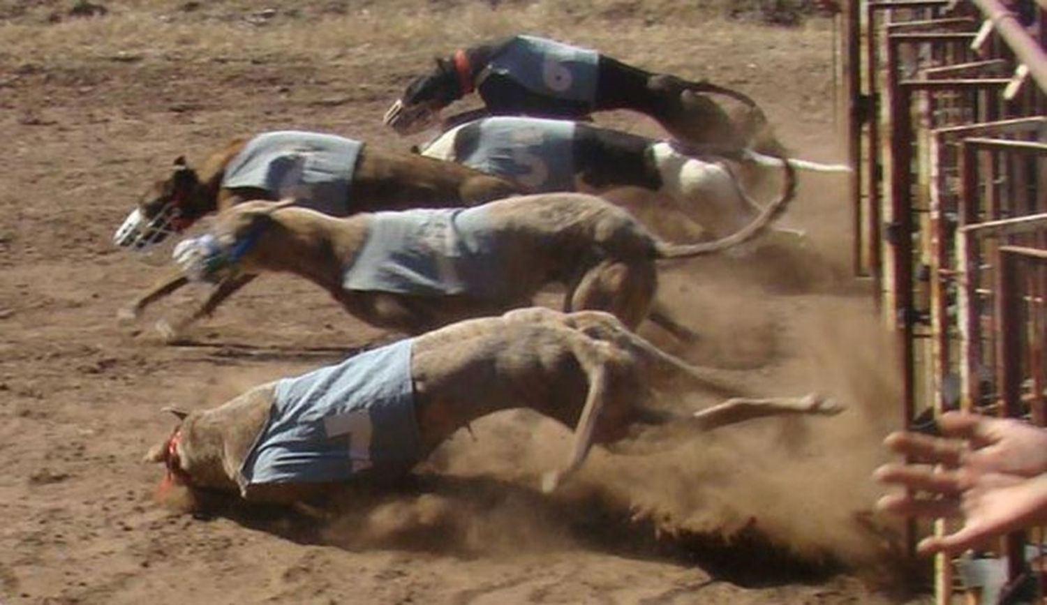 El Senado le dio media sanción a la prohibición de las carreras de galgos