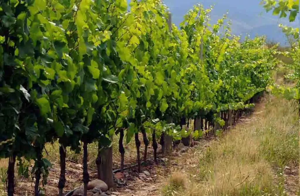 Hermosos paisajes y el mejor vino