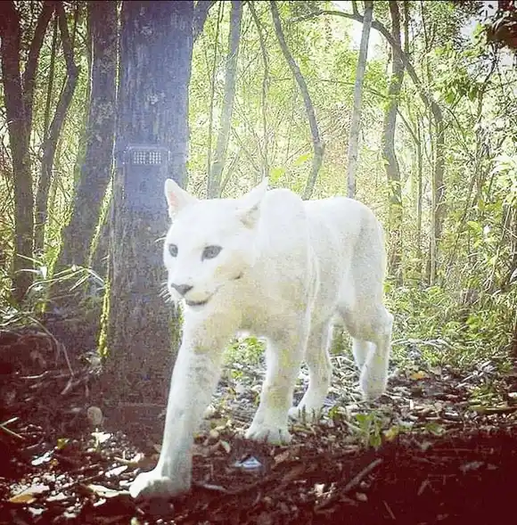 Captan a un extraño puma blanco en Brasil