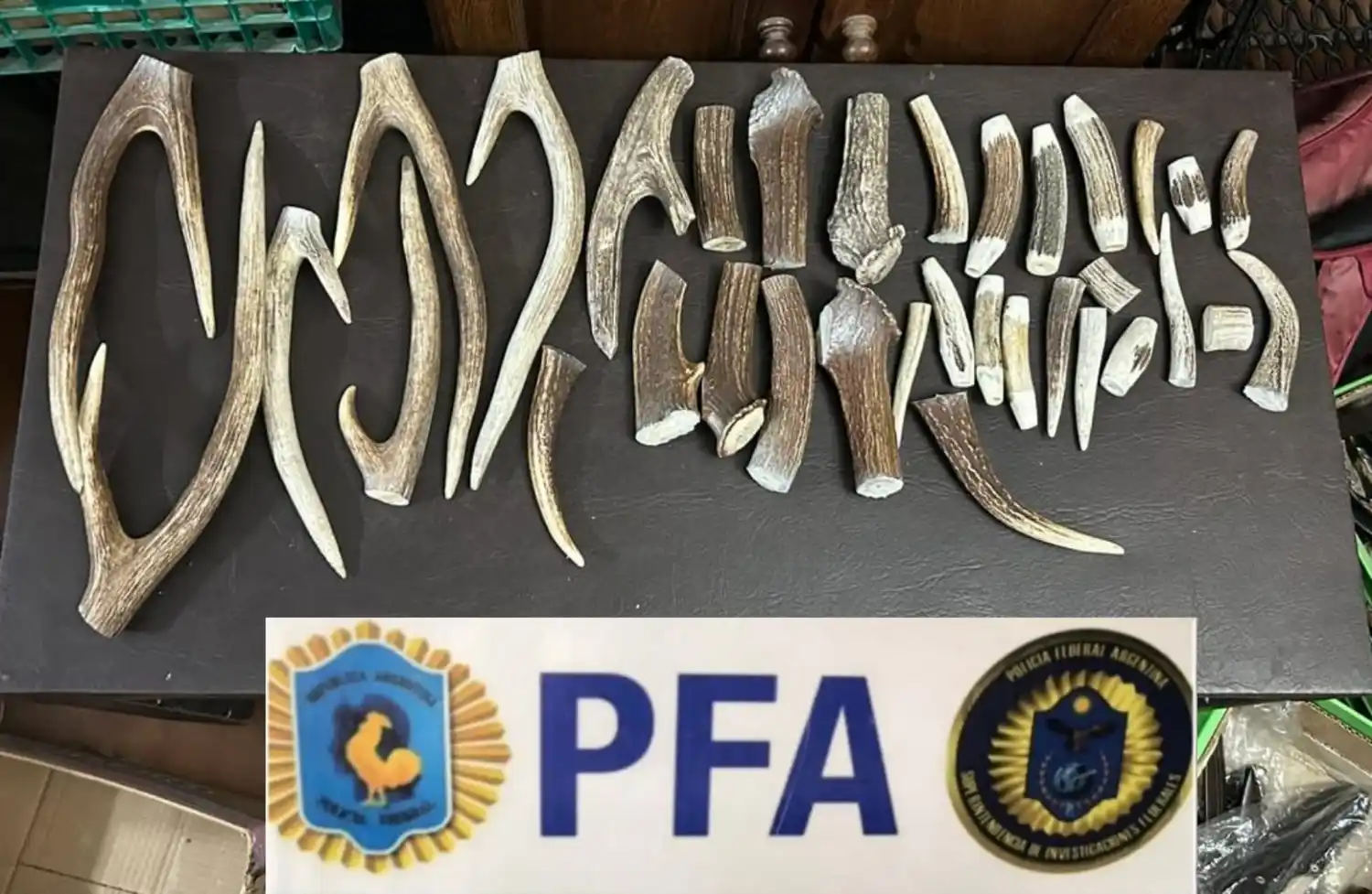 allanamiento tandil - 4