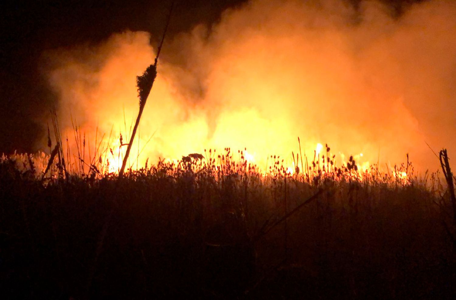 Otro incendio de pastizales en Mar del Plata