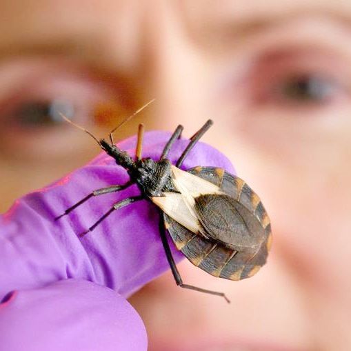 Casi 1 millón y medio de personas en Argentina padecen Chagas
