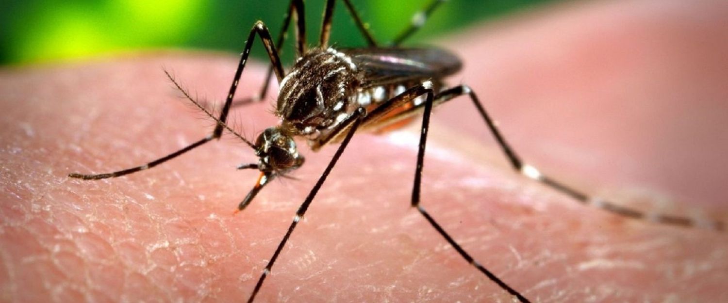 Dengue: La UNER fabricará 15 mil dosis de repelentes para mosquitos