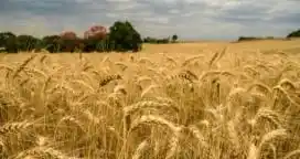 Brasil espera más trigo argentino