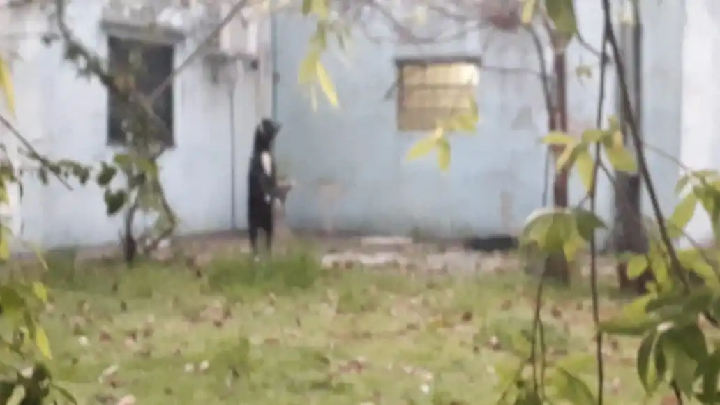 Crueldad contra un animal en Berazategui: Ató y colgó a un perro hasta morir