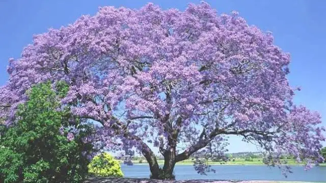 El árbol de “Kiri”