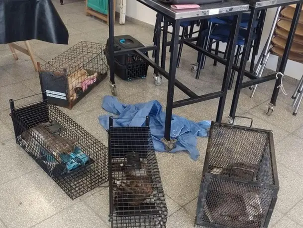 Agentes de la Municipalidad castraron a 19 animales en la zona norte