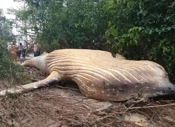 Una ballena apareció muerta en medio del Amazonas