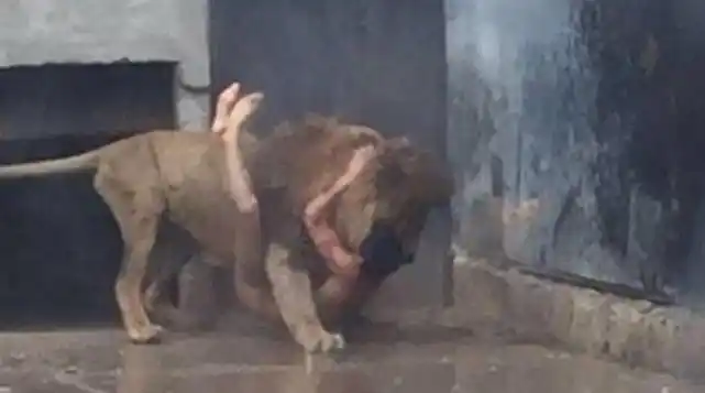 Video: Se arrojó a la jaula de los leones en un zoológico de Chile