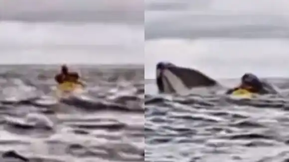 Joven venezolano fue TRAGADO Y EXPULSADO por una ballena jorobada en Chile (+Video)