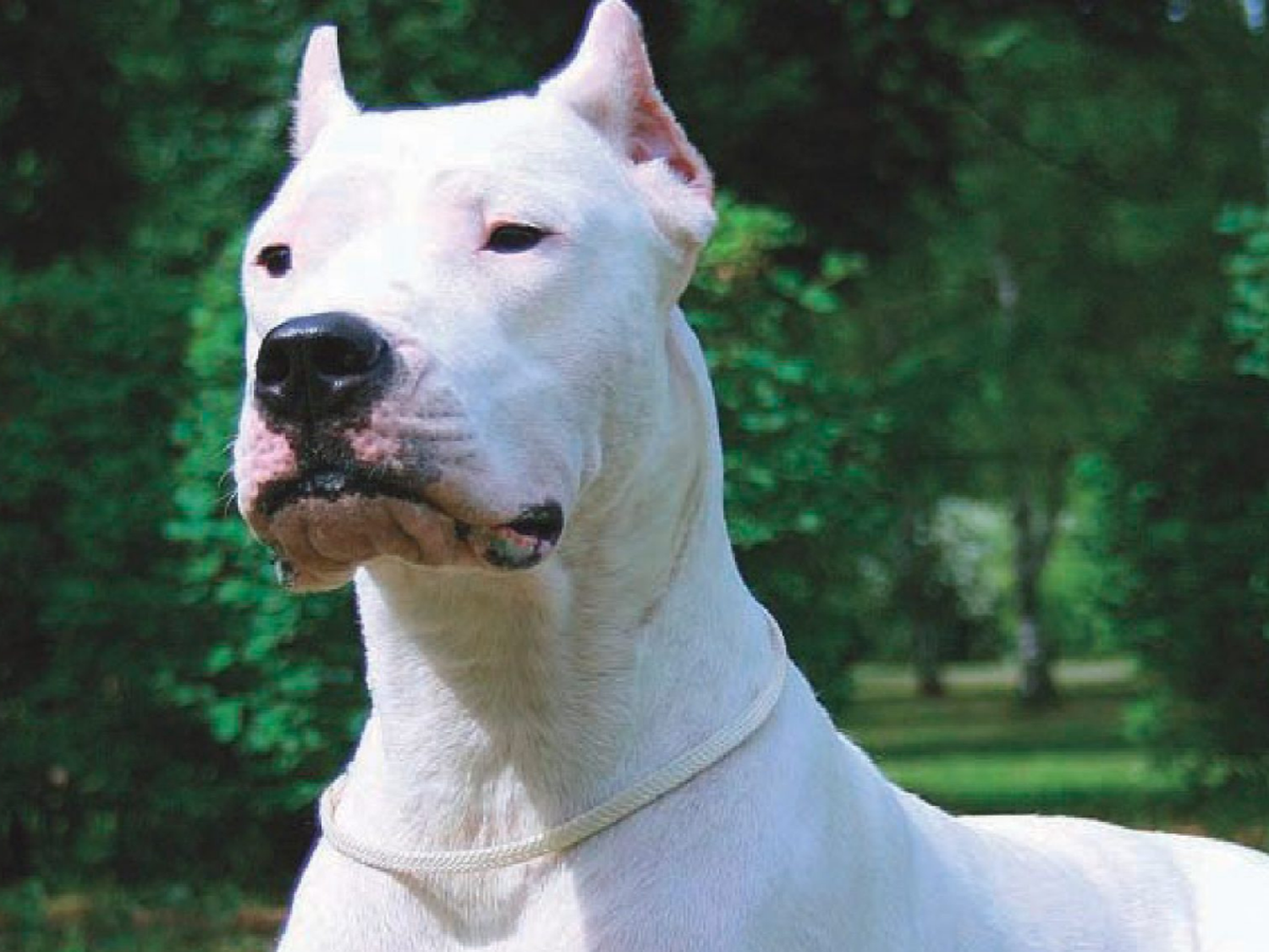 Evalúan imputar al dueño del dogo que atacó en Malagueño