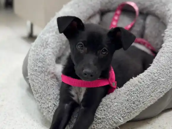 El Sanatorio de Niños incorpora a una perrita adoptada como parte de la Terapia Asistida con Animales